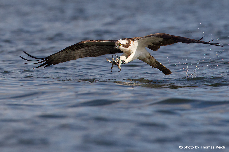 Osprey bird dive speed