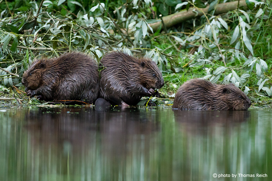 Juvenile Beavers eating branches