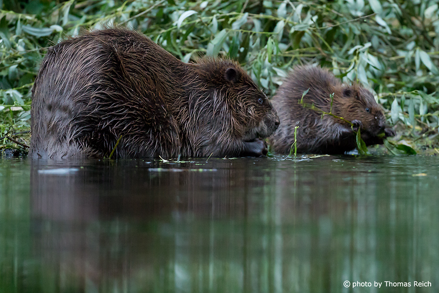 Beaver female with young