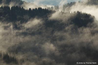 Fir forests in wafts of mist