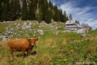 Cow in Slovenia