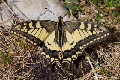 Old World Swallowtail butterfly appearance