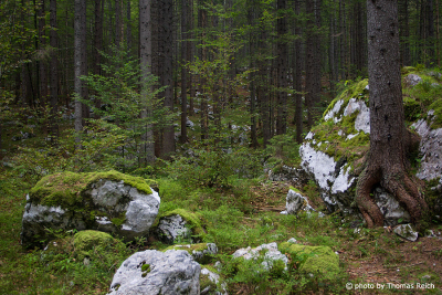 Mixed coniferous forest in Slovenia
