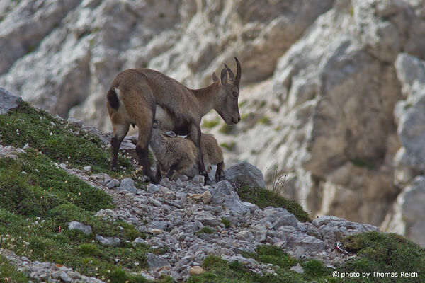 Female Chamois with young