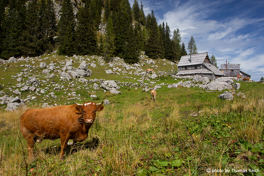 Kuh auf Alm in Slowenien