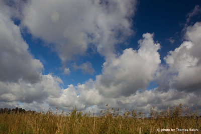 Clouds and Common Reed in autumn
