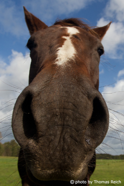 Horse nostrils