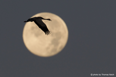 Common Crane Silhouette and full moon