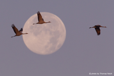 Common Cranes flying in front of the full moon
