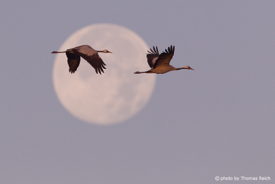 Common Crane and full moon