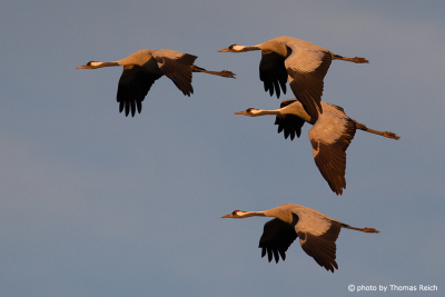 Common Cranes in the morning light