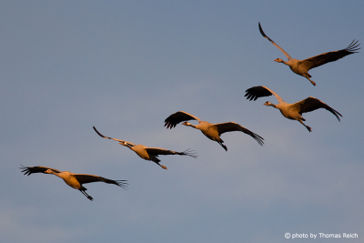 Flight formation of the Eurasian Cranes