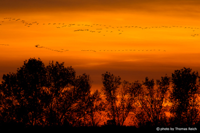 Crane bird migration in autumn