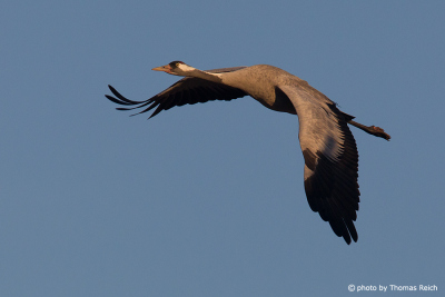 Common Crane bird in flight
