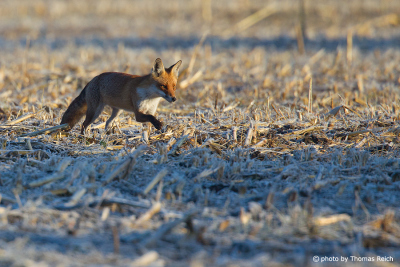 Fuchs auf Maisfeld im Winter