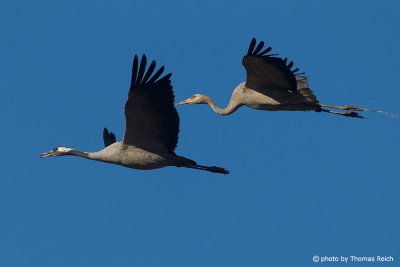 Flying Common Crane adult and immature