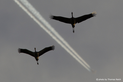 Common Crane and airplane in the sky