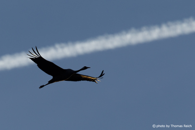 Common Crane lies in front of contrail