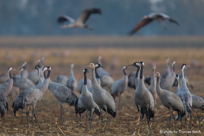 Group of Eurasian Cranes in the autumn maize field