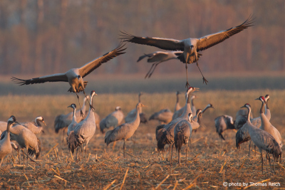 Common Cranes in the autumn season