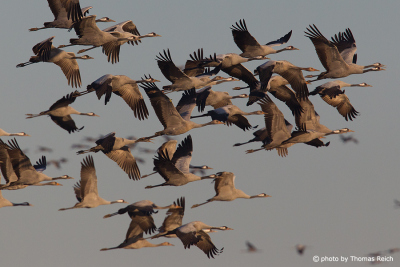 Flying Common Cranes in autumn