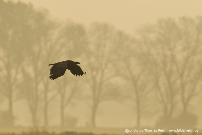 Silhouette White-tailed Eagle flying