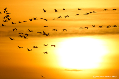 Common Crane migration