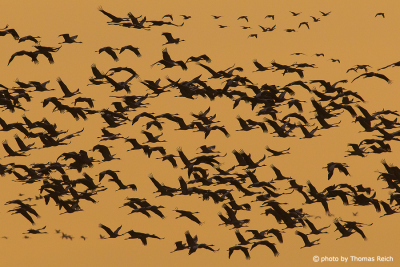 Migration of Common Cranes