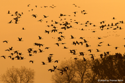 Common Crane Flock in flight