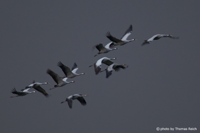 Common Cranes migration