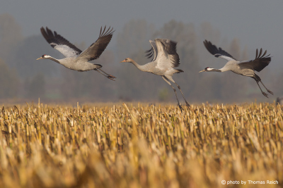 Flying Common Crane family