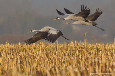 Common Crane family in flight