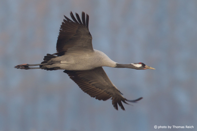 Flying Common Crane picture