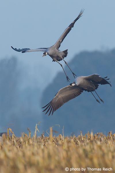 Common Cranes in flight