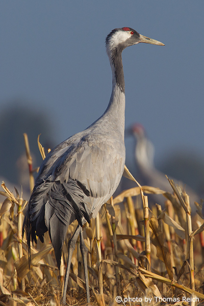 Appearance of Eurasian crane