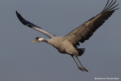 Crane with outspread wings