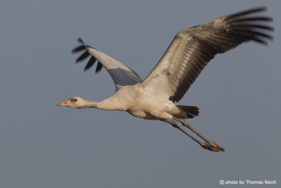 Juvenile Common Crane in flight