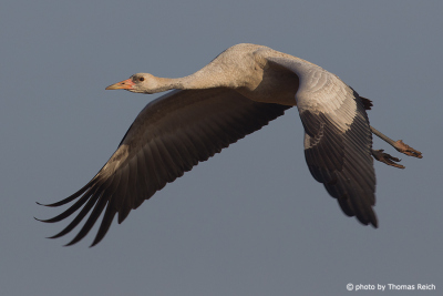 Juvenile Common Crane flying