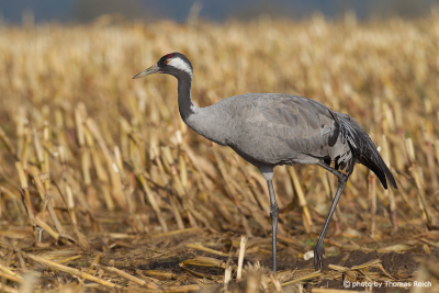 Common Crane foraging