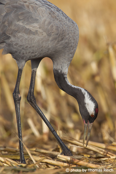 Common Crane looking for food