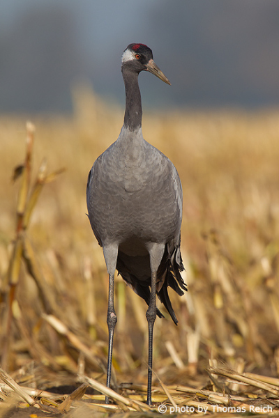 Appearance of Common Crane