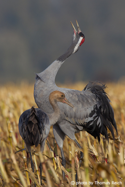 Common Crane with juvenile
