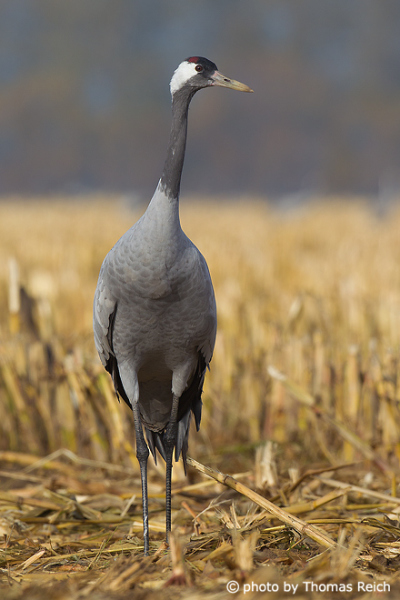 Common Crane grey standing