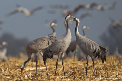 Common Cranes Grus Grus
