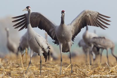 Common Crane group