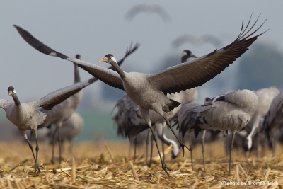 Flock of Common Cranes