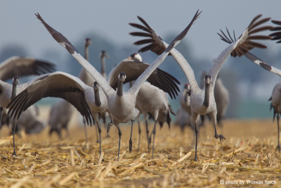 Standing Common Cranes