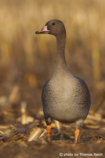 Greater White-fronted Goose beak