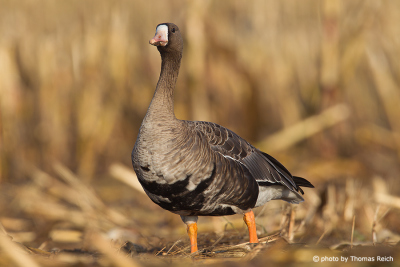 Greater White-fronted Goose habitat