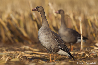 Greater White-fronted Goose call